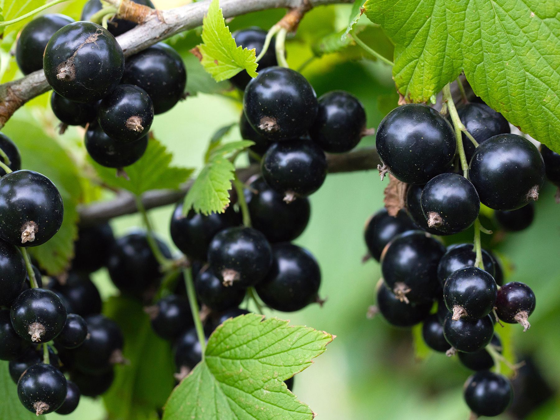 Black Currant Oil