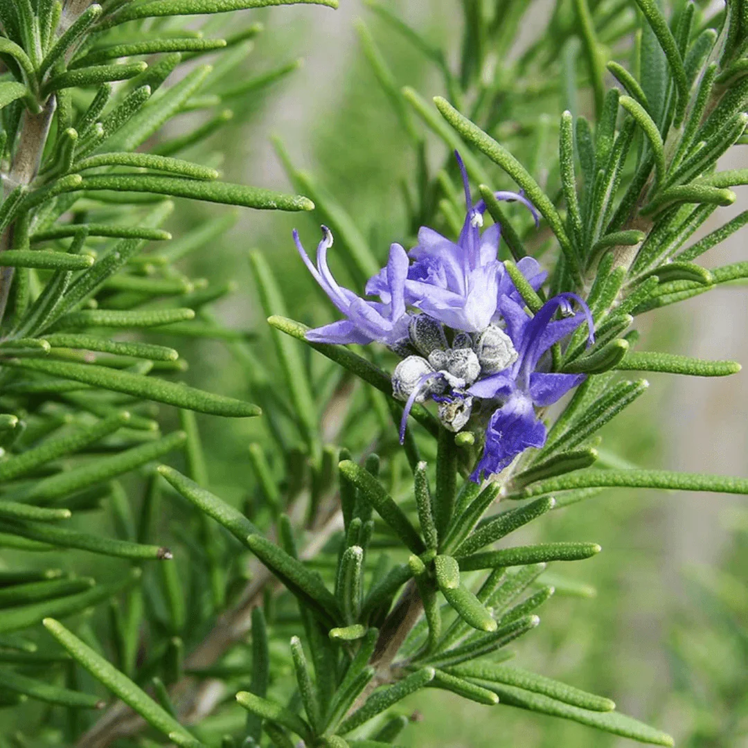 Rosemary Extract