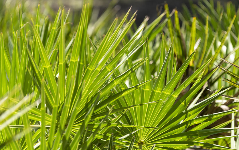 Saw Palmetto