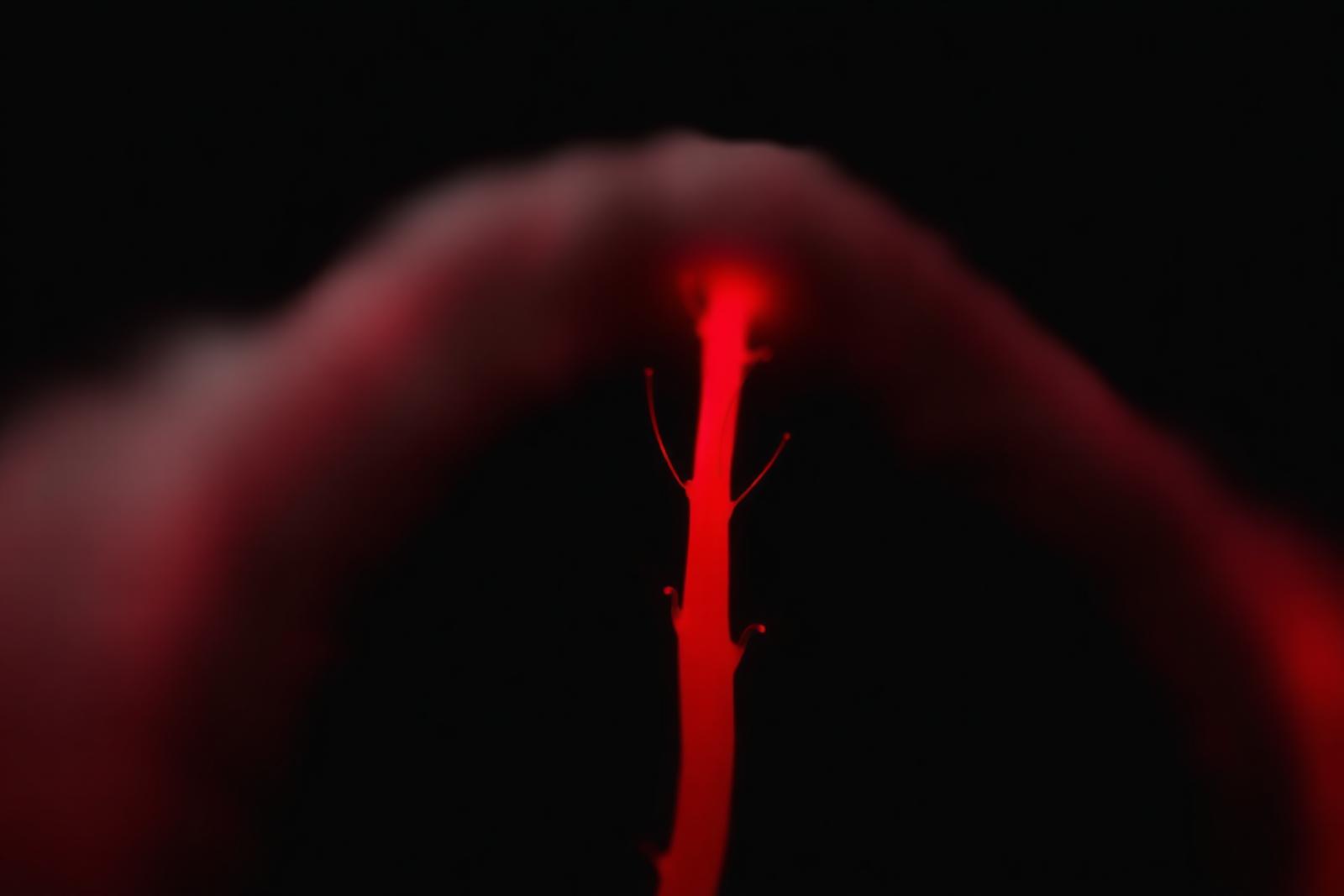 Close-up of a hair follicle illuminated by red light